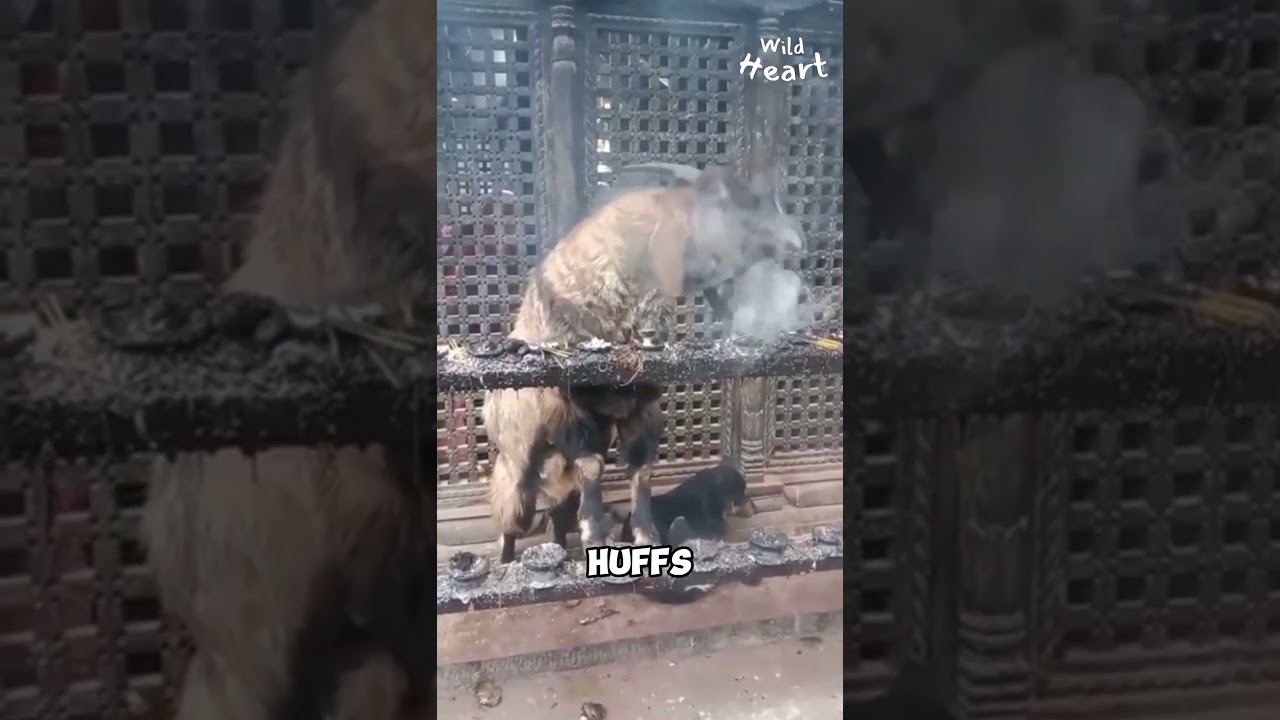The Smoking Goat 🚬🐐