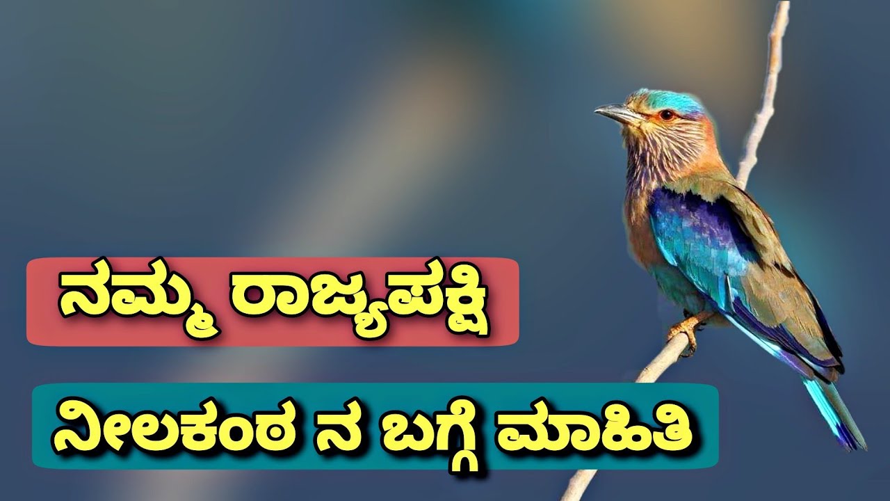 ನೀಲಕಂಠ ಪಕ್ಷಿ ಮಾಹಿತಿ || INDIAN ROLLER Information In Kannada || State Bird Of Karnataka ||