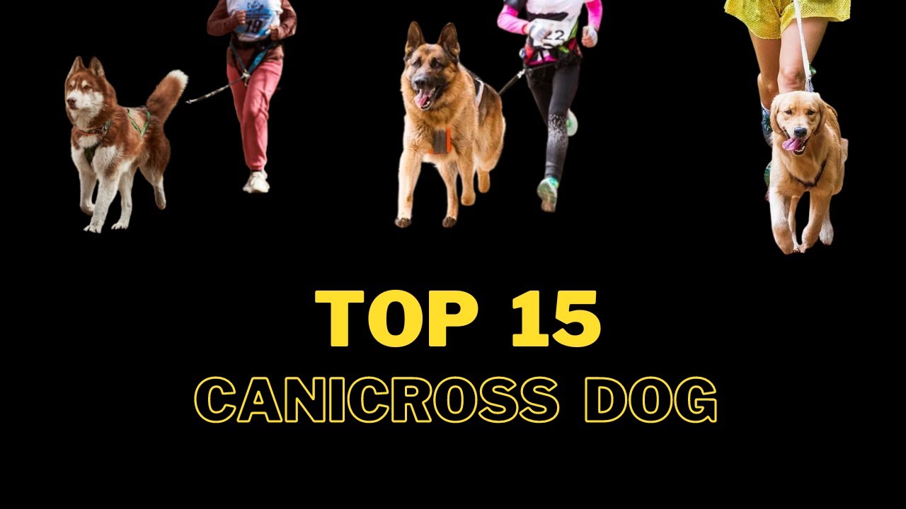 15 Best Canicross Dog Breeds I #canicross I #dogs I #puppies I 🏃‍♀️🐶