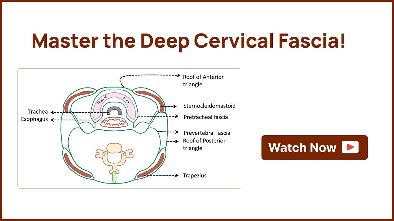 Master the Deep Cervical Fascia: An Anatomical Journey!