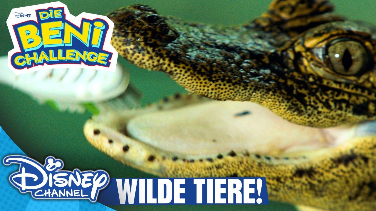 Beni und die wilden Tiere! | Beni Challenge