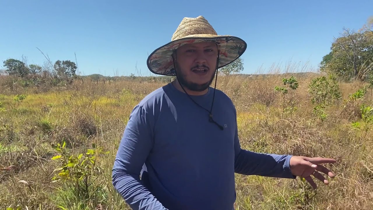ACACIAS MANGIUM, COMO FAZER A PODA CORRETA.