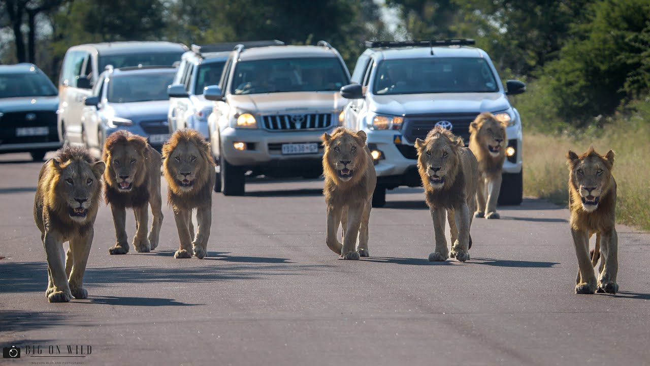 7 Male lion Coalition in the Kruger National Park