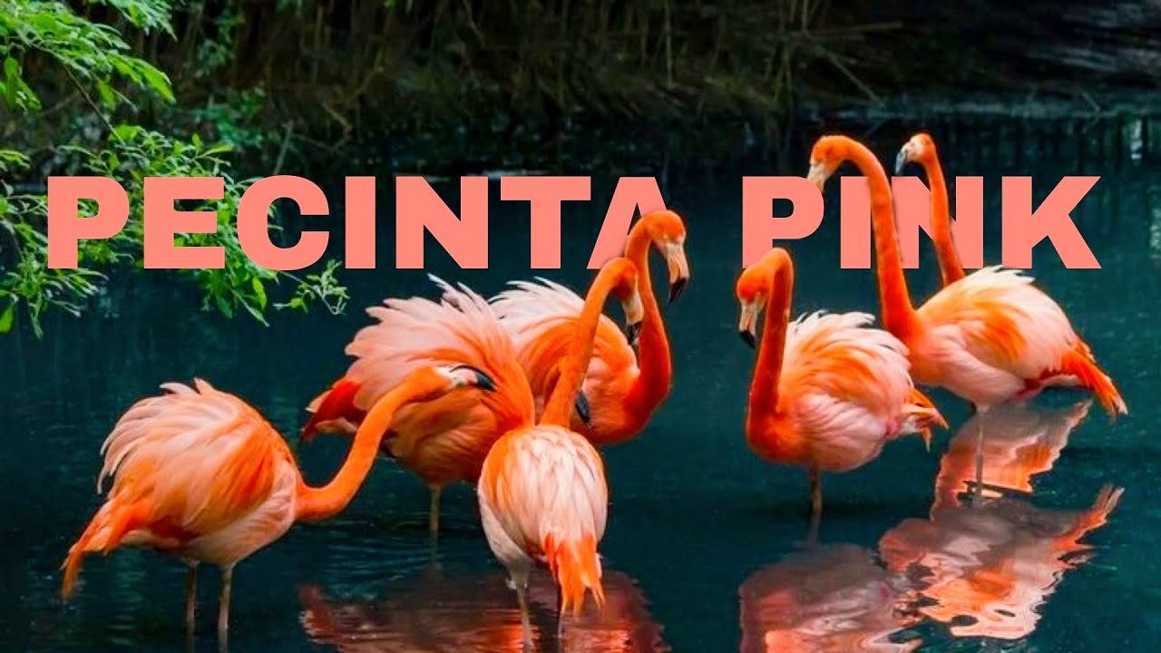 Burung Flamingo || Warnanya membuat banyak orang jatuhcinta.