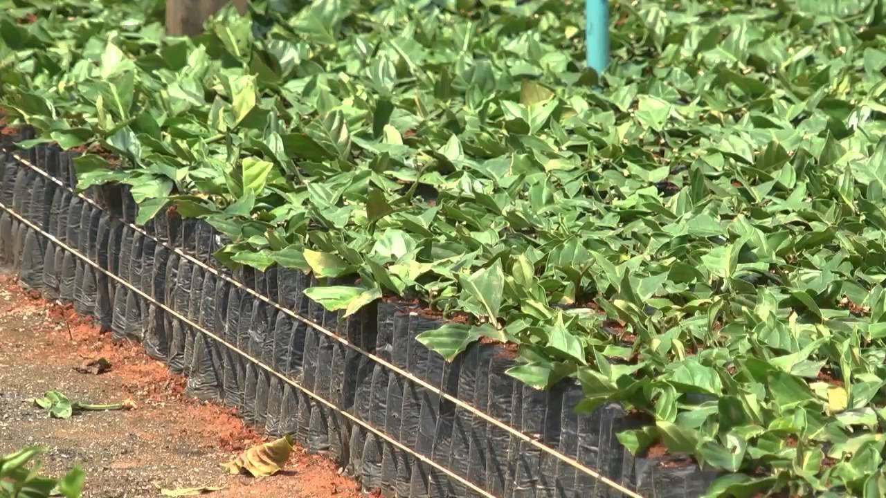 Produtores de Rondônia apostam no cultivo do café clonado
