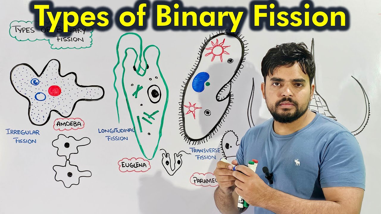 Types of Binary Fission: Irregular, Transverse, Longitudinal and Oblique Fission