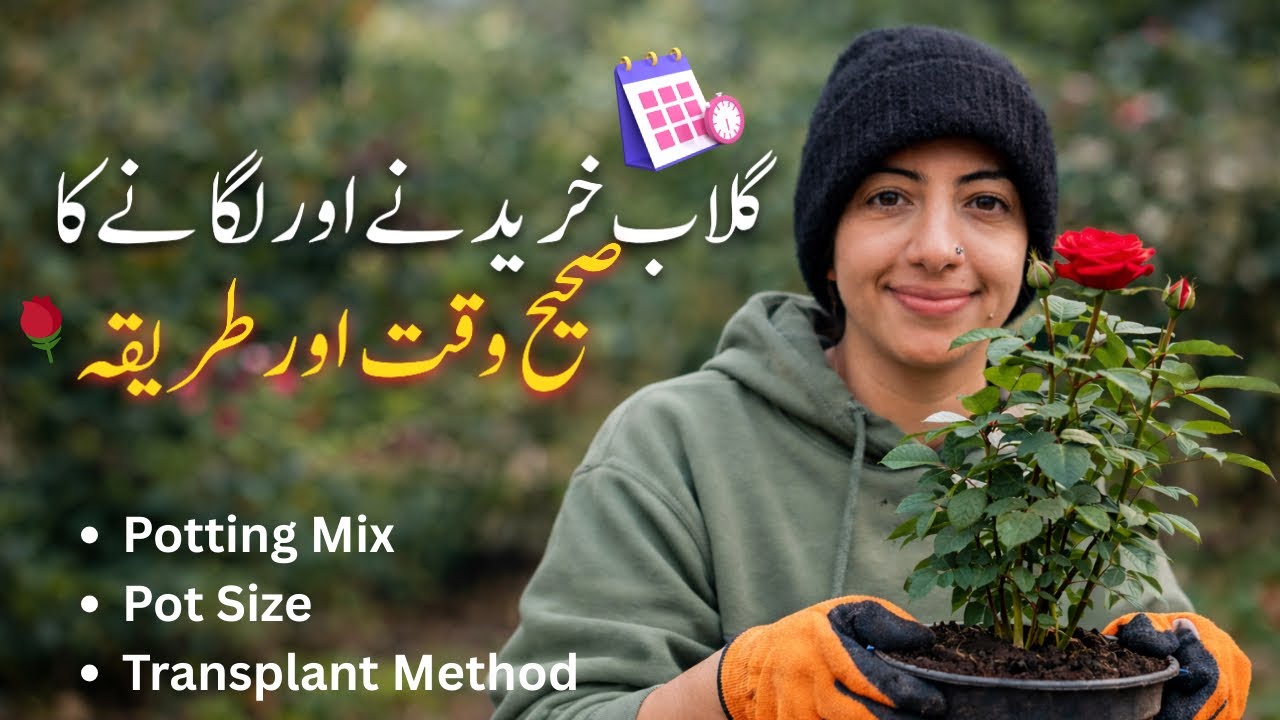 Rose Plant Buying, Repotting and Transplanting Guide | Don't Buy Roses Before Watching this ⛔️