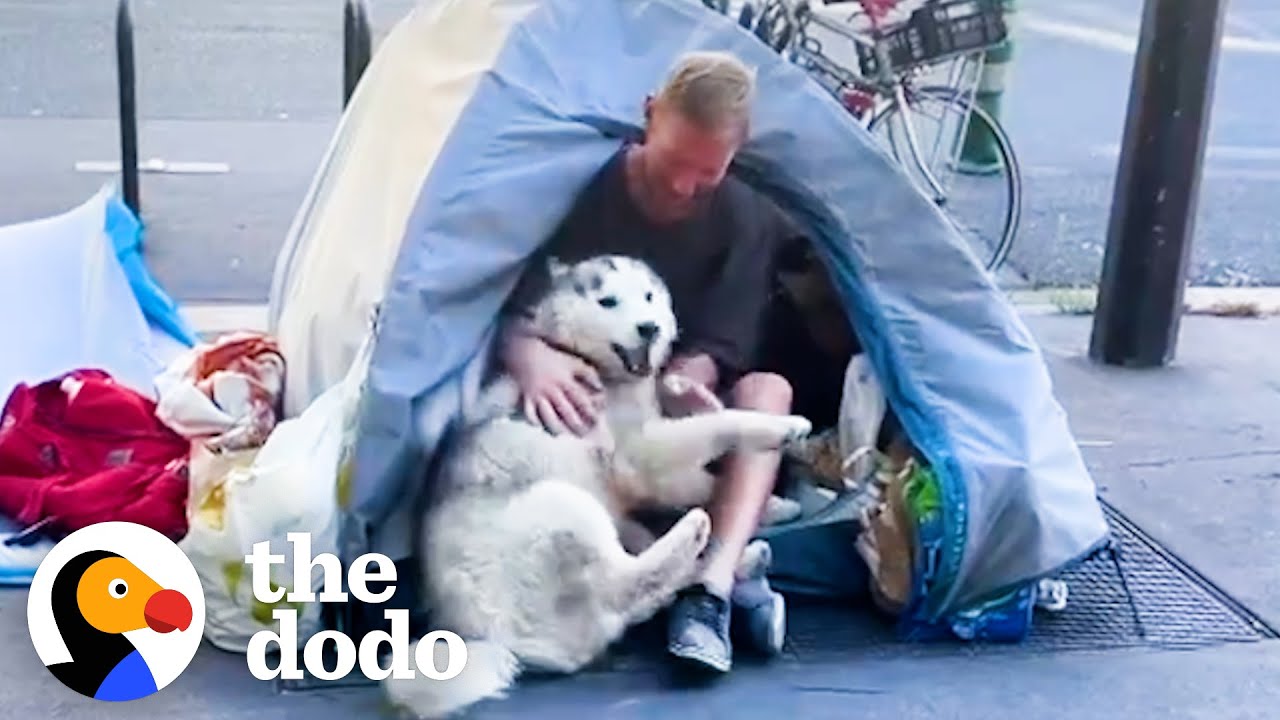 Хаски влюбился в человека, живущего на улице в Париже | The Dodo