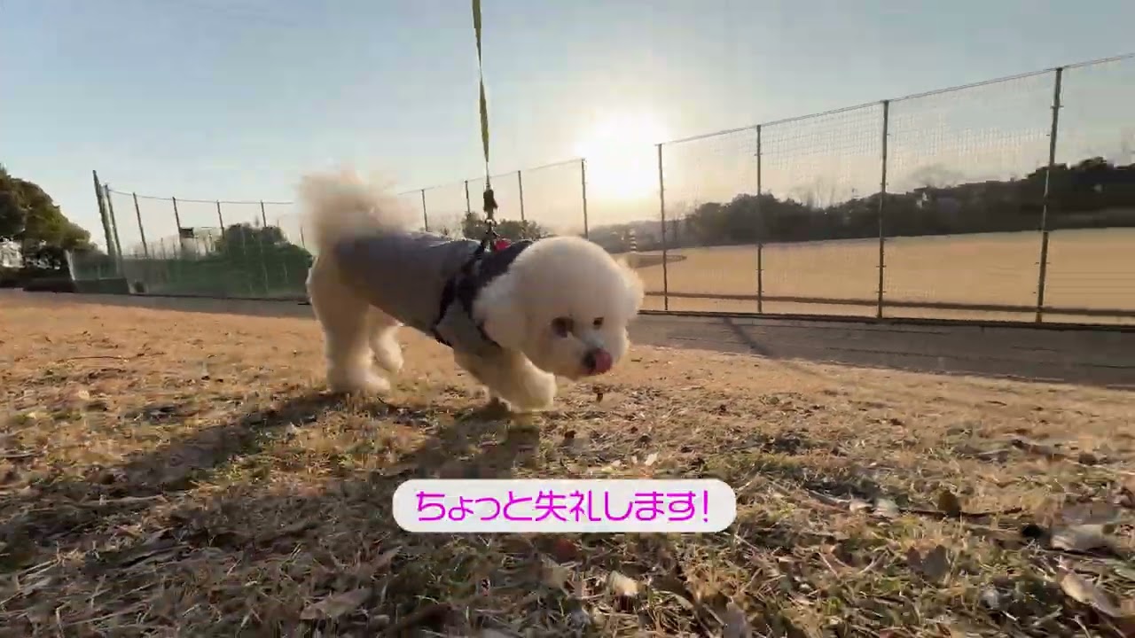 Lura's Walk_L018＃犬＃ペット＃ルラ＃ルラウォーク＃ビションフリーゼ＃bichon frisé＃お散歩＃ルラ＃ワンコ＃小型犬＃dog＃walk#walking#もふもふ＃ふわふわ