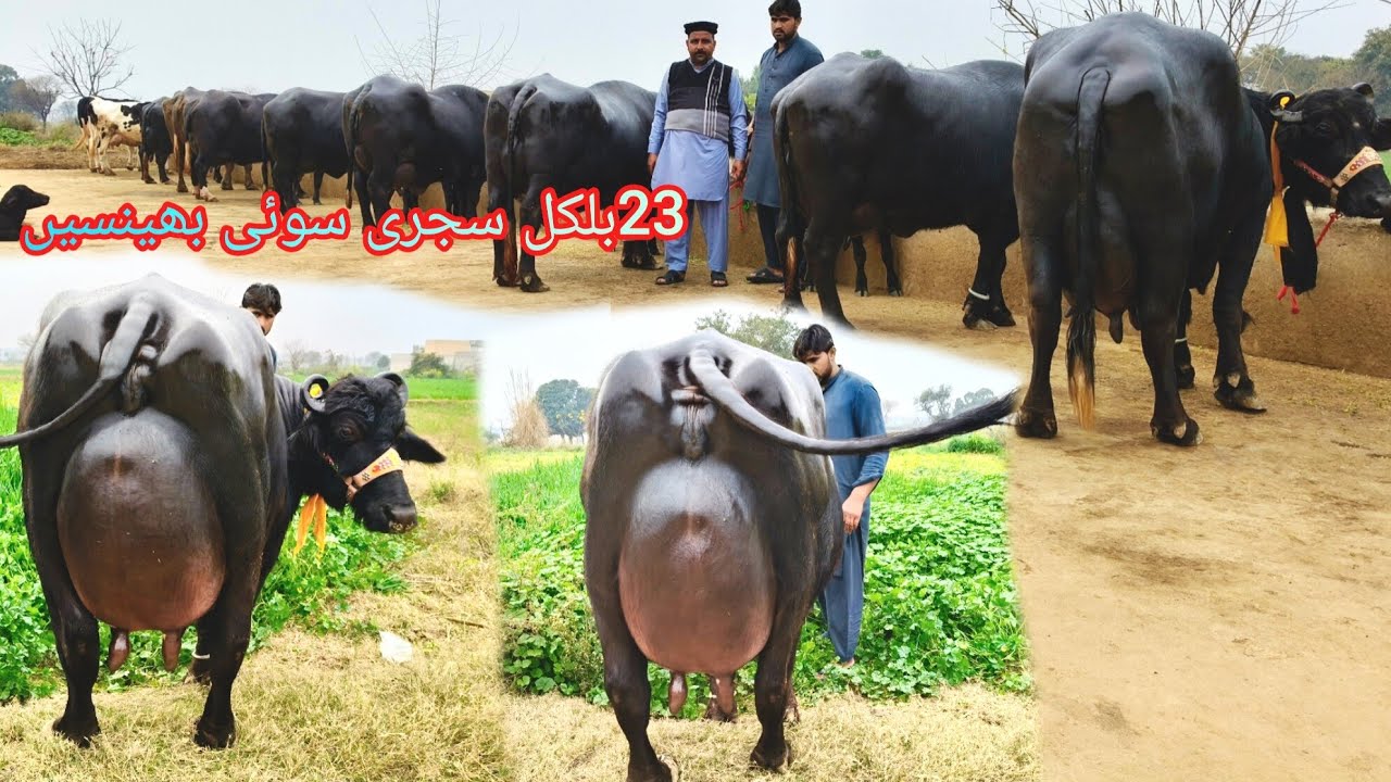 کالا گجر چوہان23بلکل سجری سوئی بھینسیں2گائیں برائے فروخت01فروری2026 apna surkyian channel 