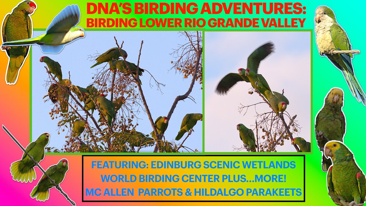 Parrots in the Lower Rio Grande Valley, TX -McAllen, Hidalgo, @ Edinburgh World Birding Center ❤️🦜