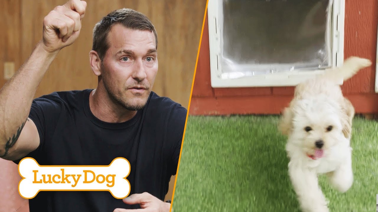 How to Train Your Dog to Use a Doggy Door & Potty Outside | Lucky Dog