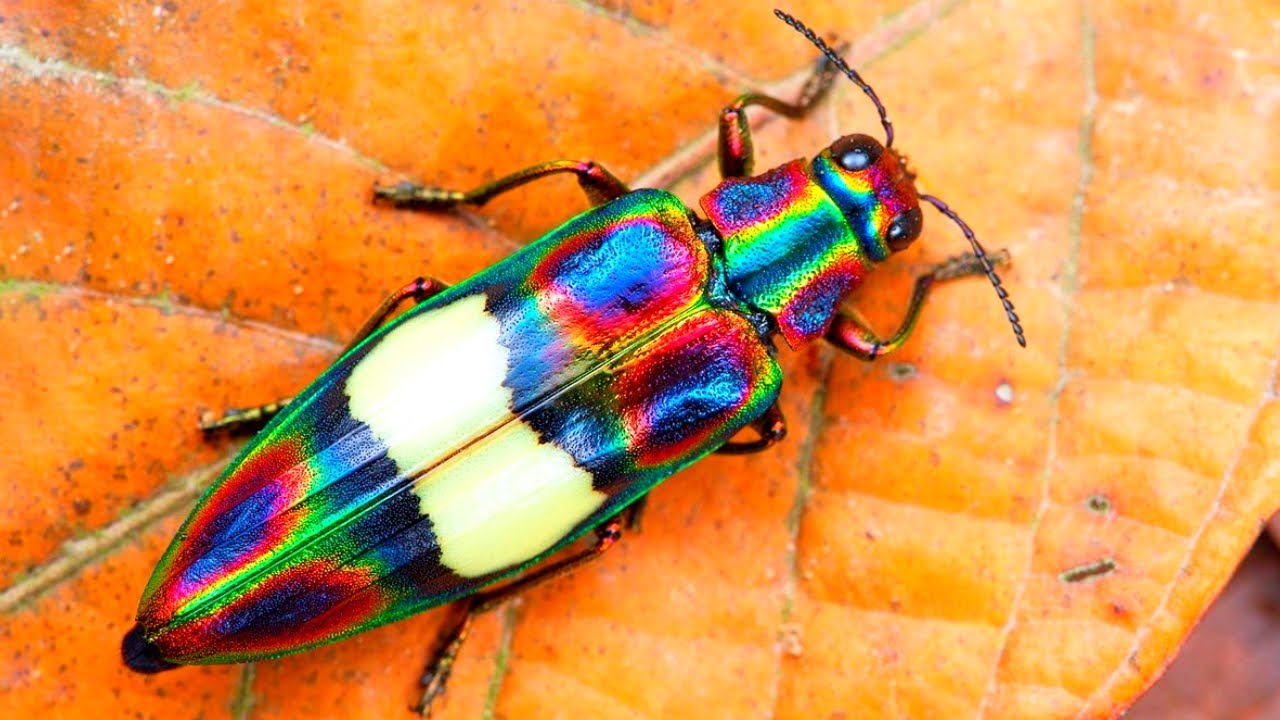 Раскрыты боевые планы насекомых-вредителей