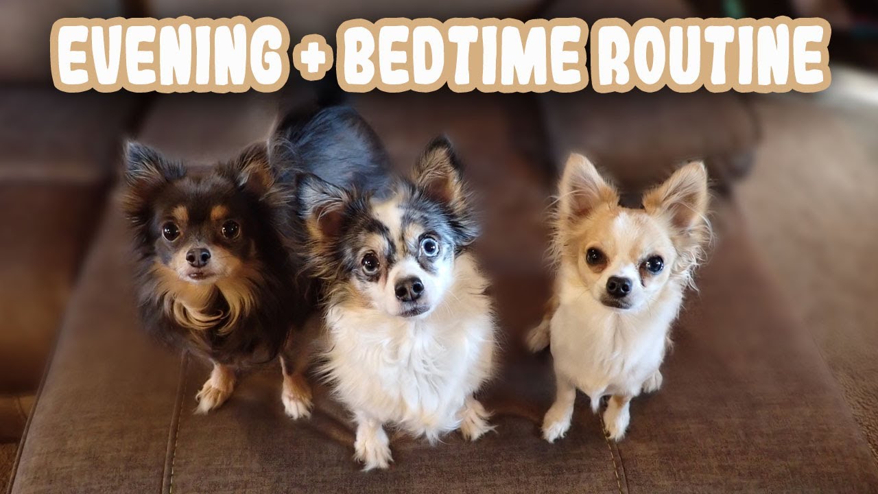 My Dogs Evening and Bedtime Routine! Plus- What's For Doggy Dinner?