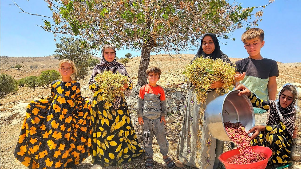 🌄🥜 Wild Pistachio Harvest in Zagros Mountains | Soghra & Her 7 Kids 👩‍👧‍👦🍃"