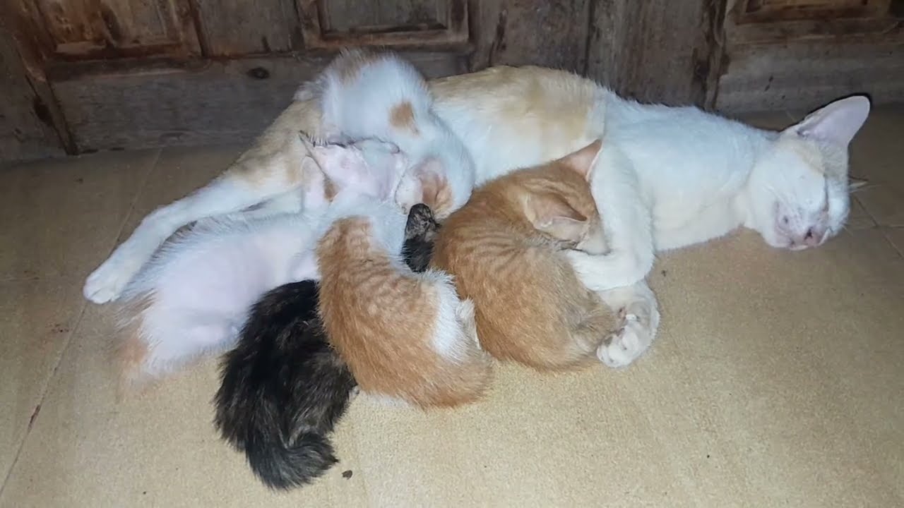 The little kittens are sleeping well with mom