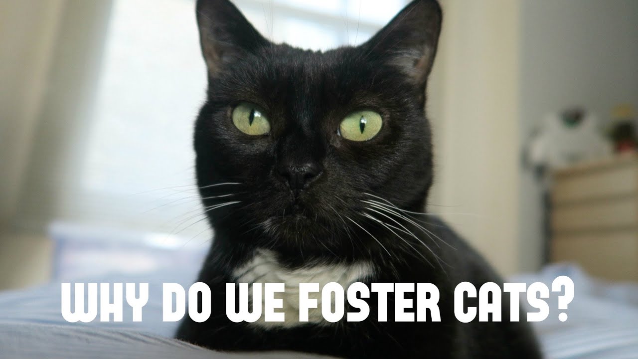 Fostering for Cat's Protection!
