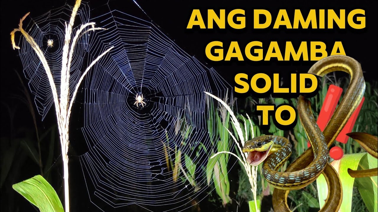 GAGAMBA ANG HANAP AHAS ANG NAKITA 😱‼️.