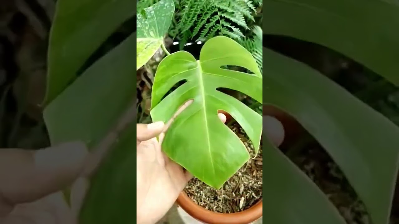 monstera marmorata 