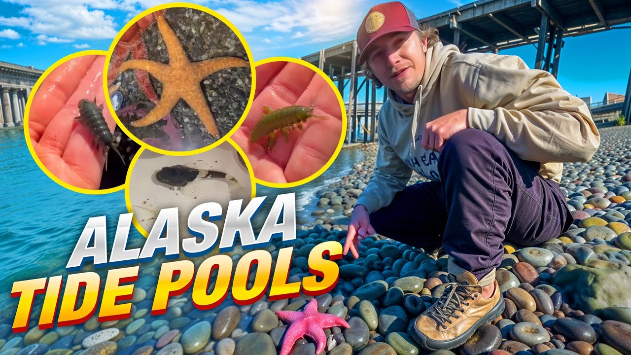 Hidden Ocean Creatures: Exploring Alaska’s Mysterious Tide Pools