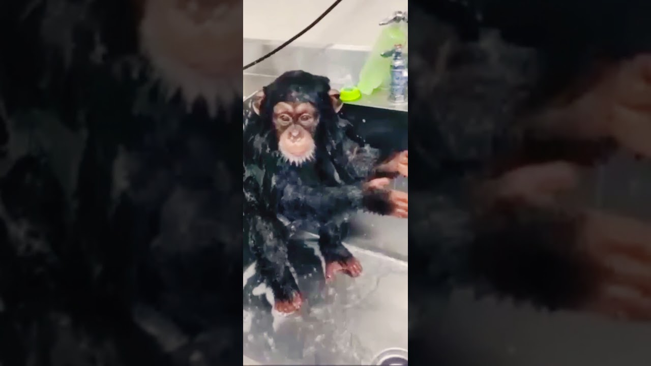 Fun Monkey Bathing in The Water