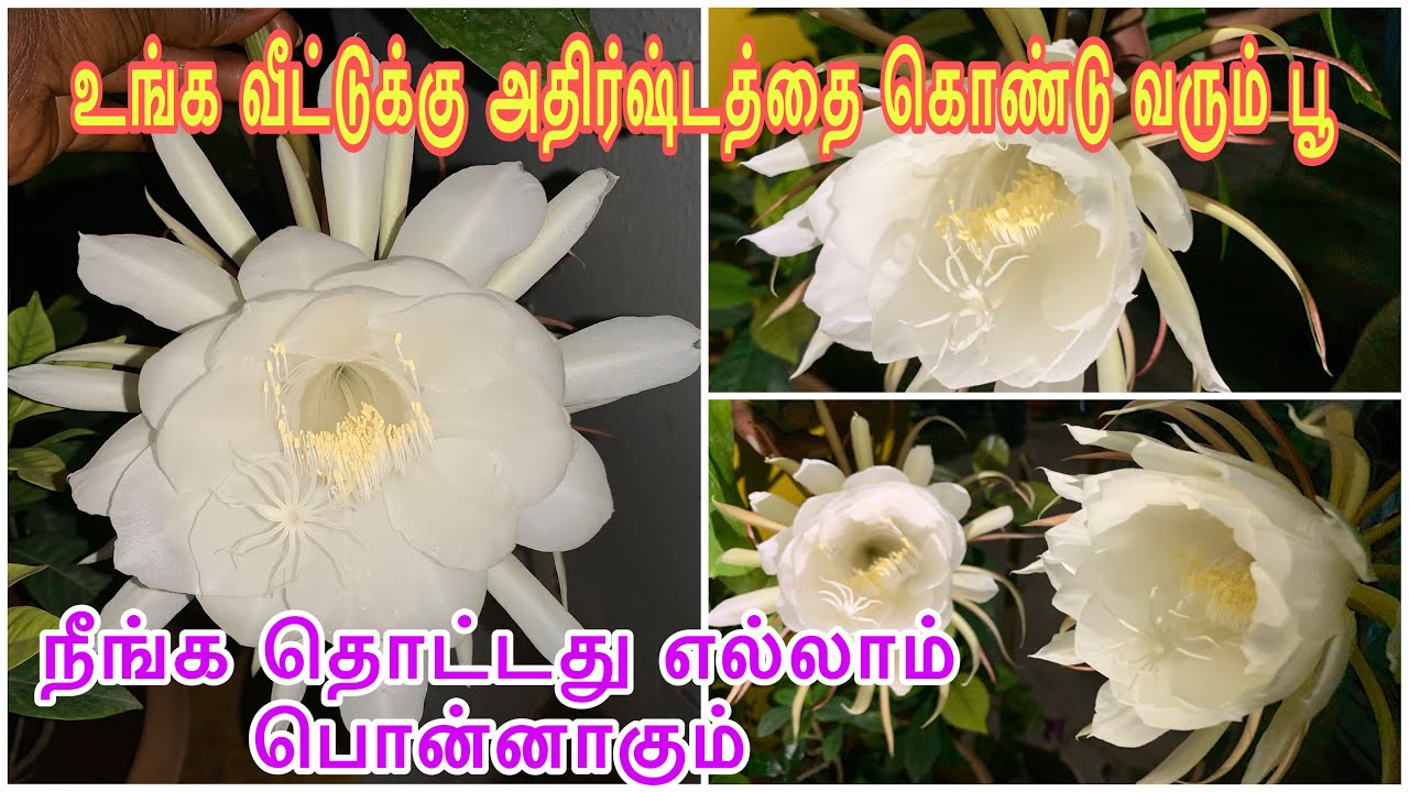 அதிர்ஷ்டதேவதை உங்க கதவைதட்டுவா!🤔/பிரம்மகமலம்/Brahma Kamal/Uttarkhand/Himalayas/luckyflower