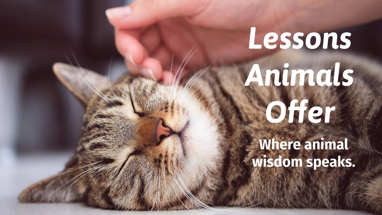Animal Lessons             #animalcommunication #animalcommunicator #animalsteach  #animalwisdom