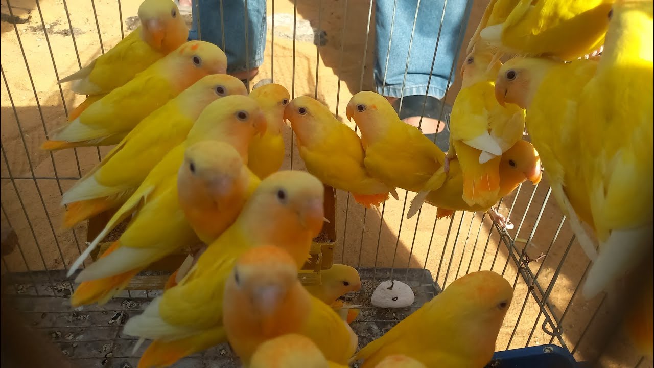 عرض ممتاز💚الناس اشترت عصافير ايه وبكام من سوق الجمعة⁉️اسعار العصافير بأرقام اصحابها من داخل السوق 💯💚