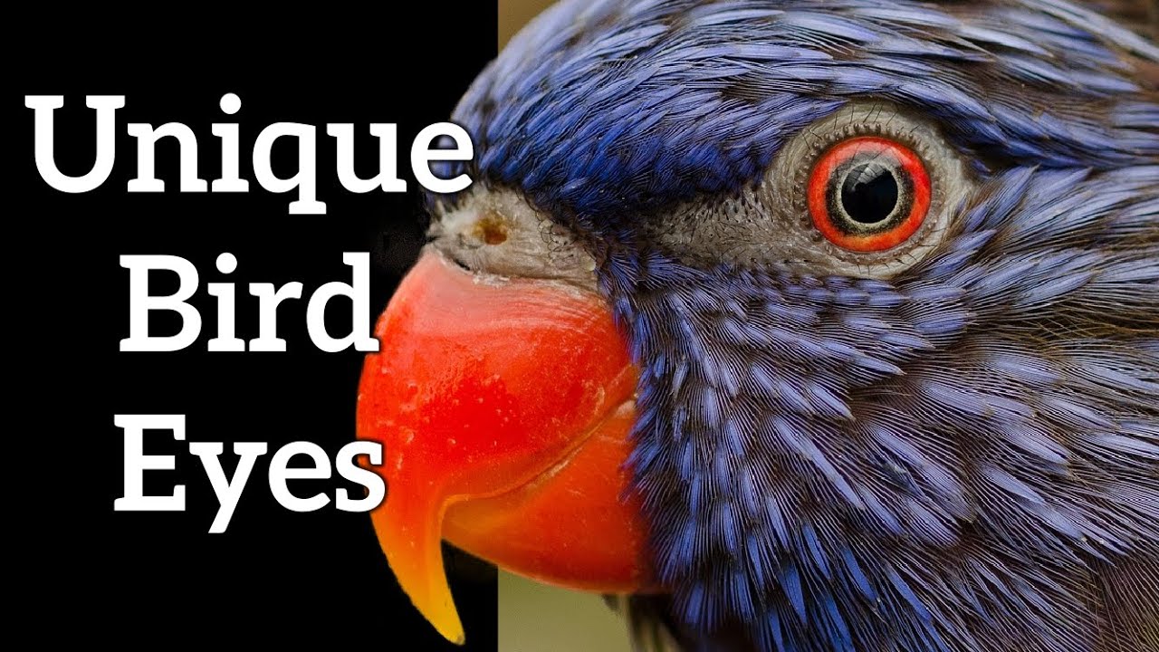Bird Pupils - Unique Bird Eyes