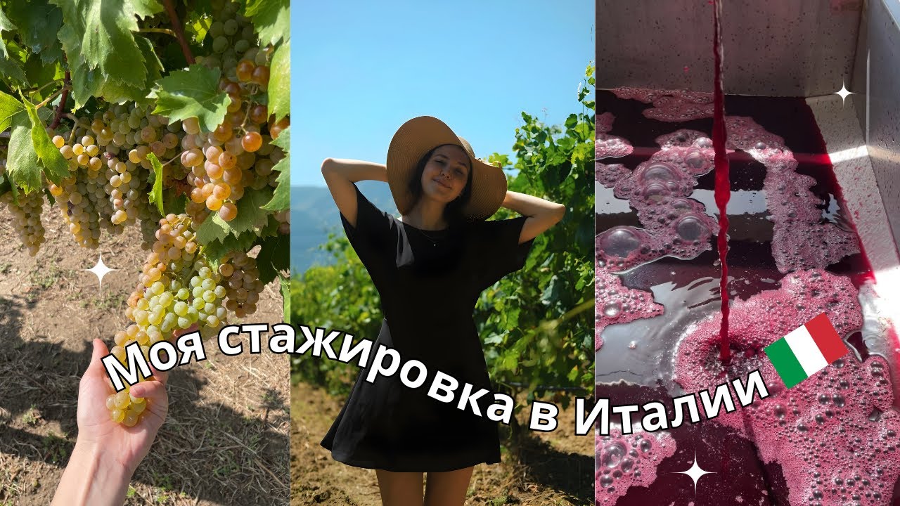 Моя стажировка на итальянской винодельне | Как делают вино в Италии  | Учеба в Италии