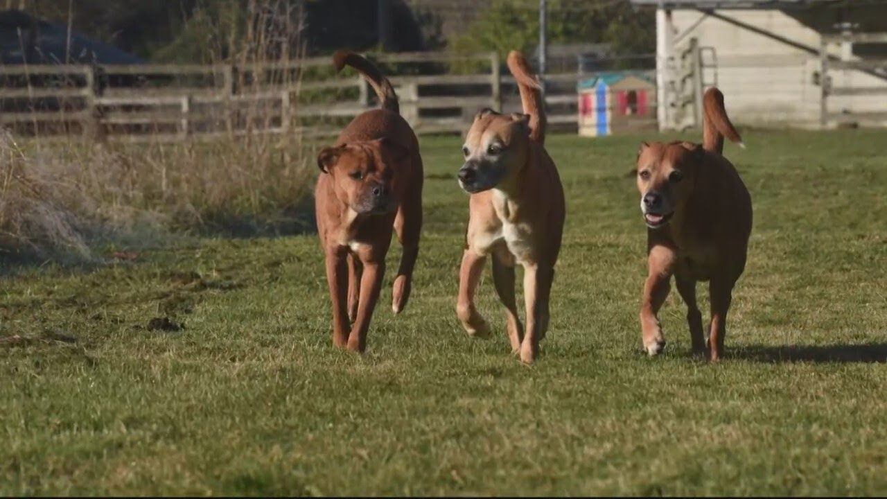 SniffSpot: An Airbnb Dog Park Experience for Your Fur Babies