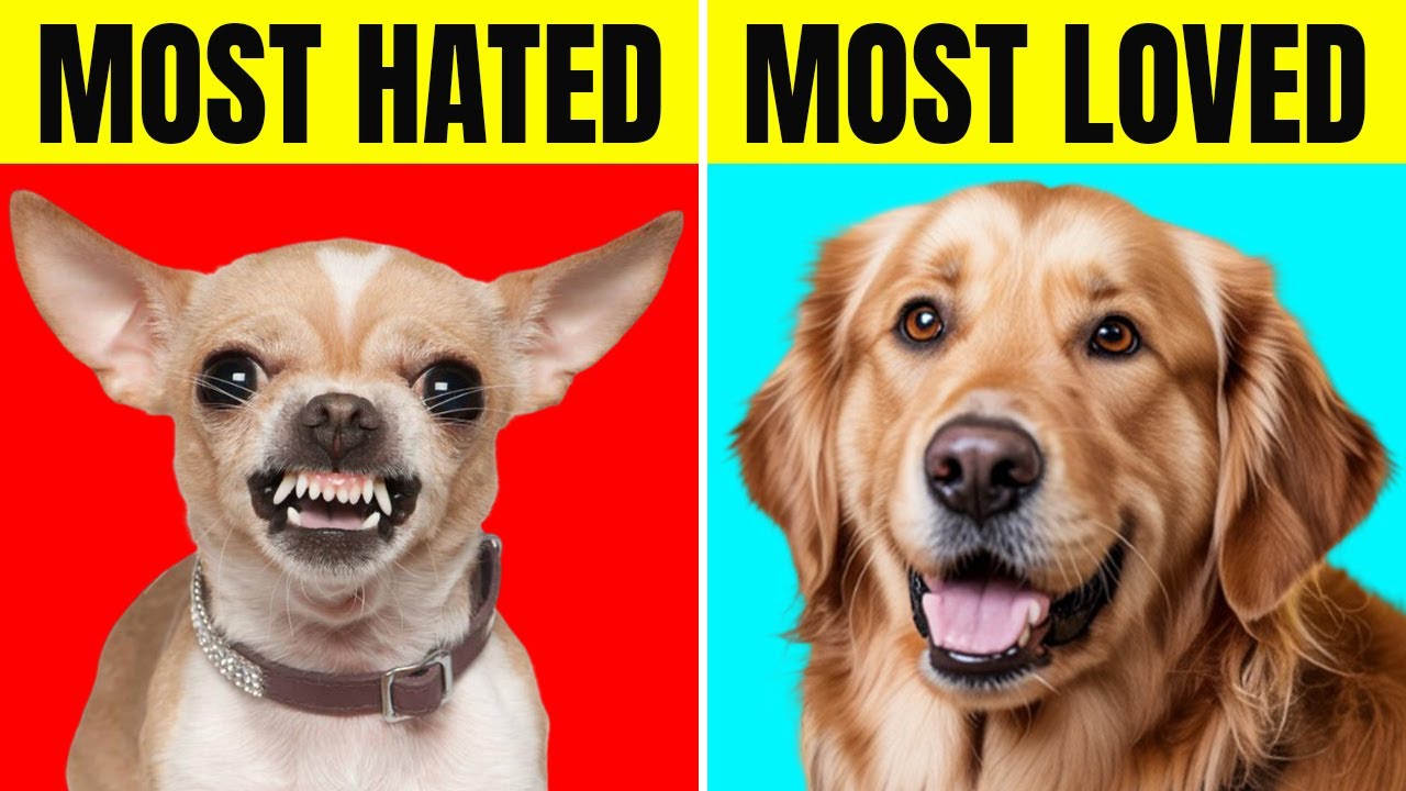 10 most HATED and most LOVED dog breeds.