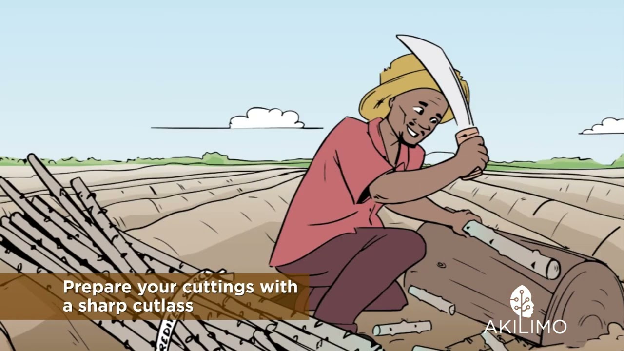 Best planting practices & weed control 12