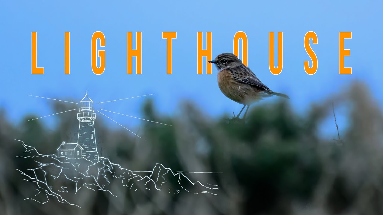 Grey Seals and Gannets of Trevose Head | HD Nature and Wildlife
