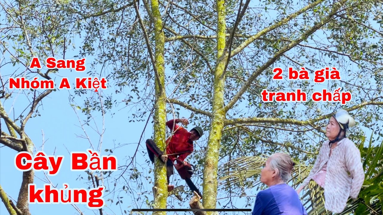 Chủ Nhà và hàng xóm tranh chấp giáp ranh Nhờ A Sang leo Cưa Cây Bần khủng 