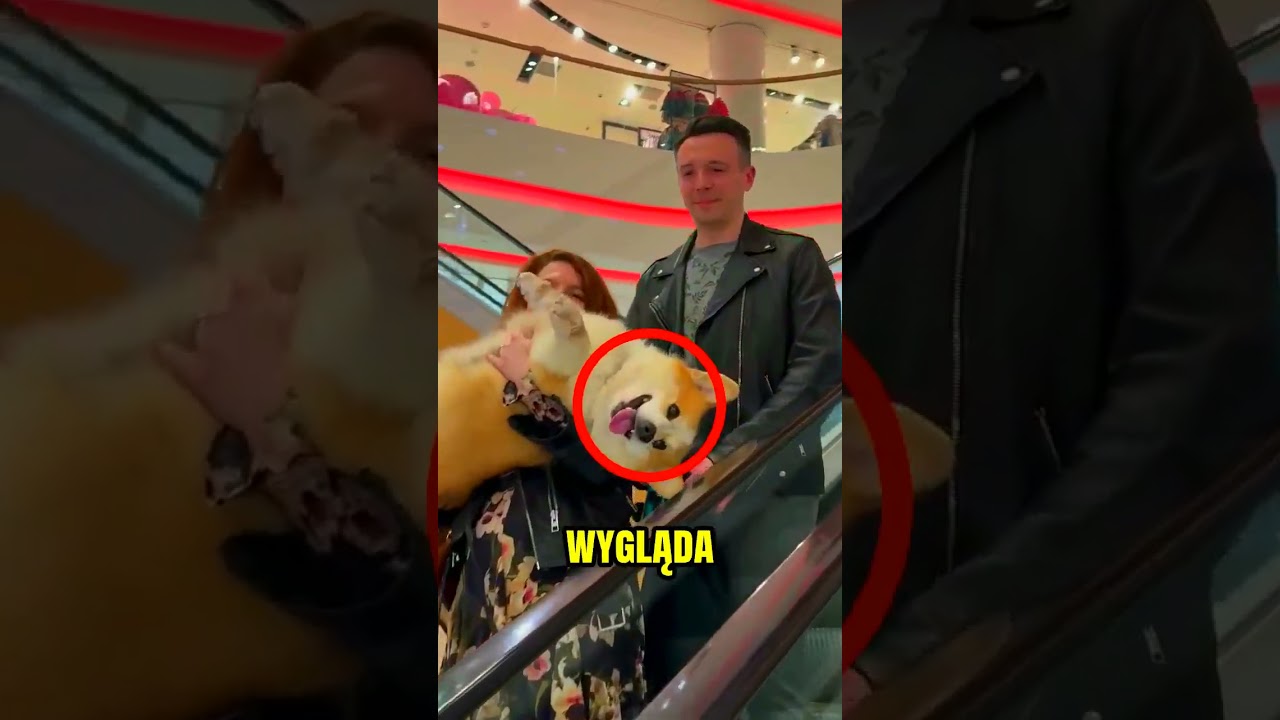 Król ruchomych schodów!🥺❤️