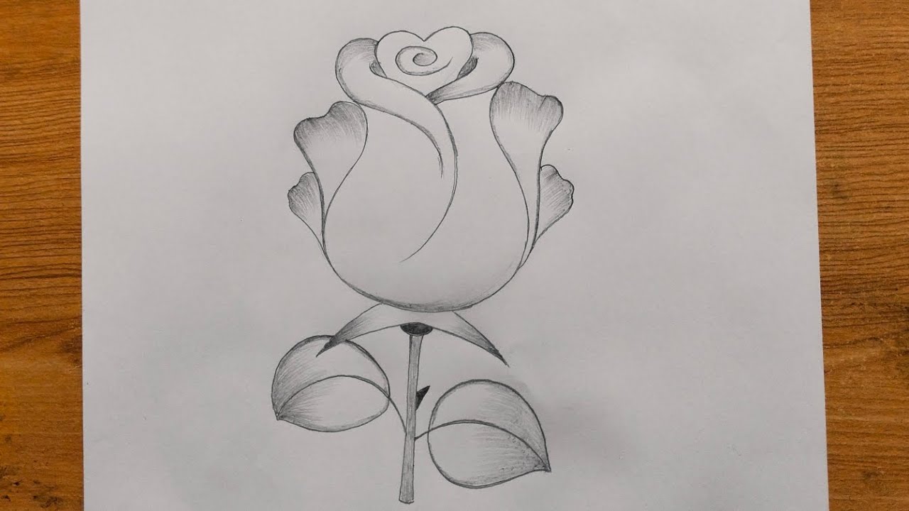 Beautiful Rose drawing easily 