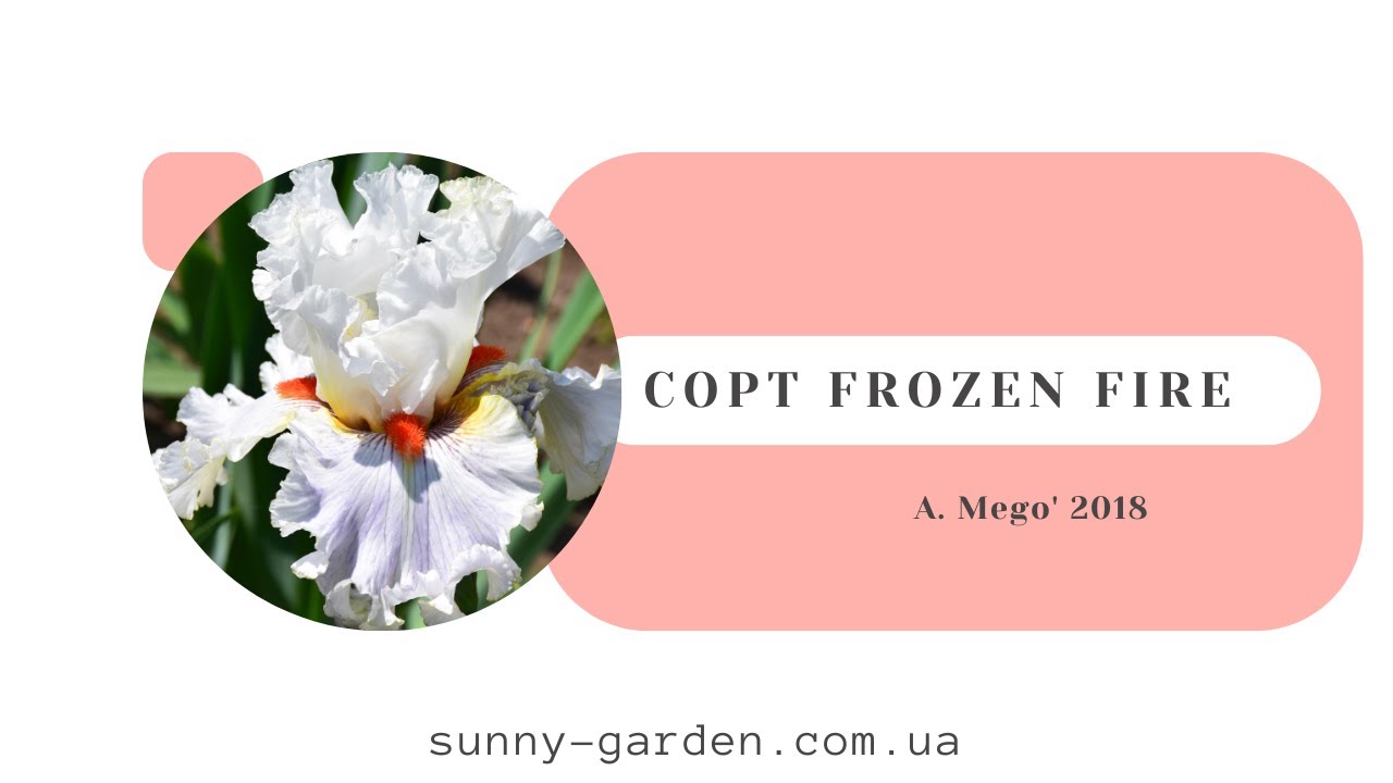 Cорт FROZEN FIRE, A. Mego' 2018
