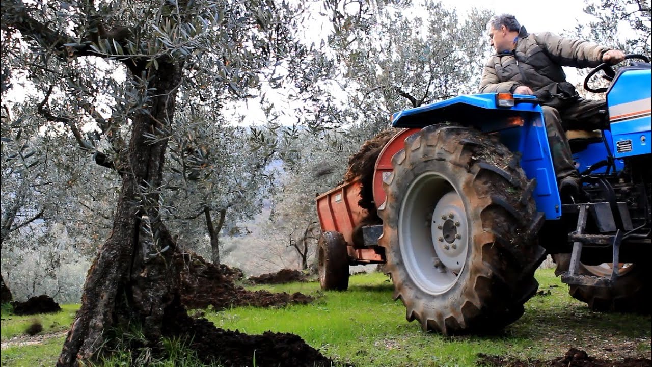 Concimazione uliveto -- Landini 5860 -- Fiat 415 dt