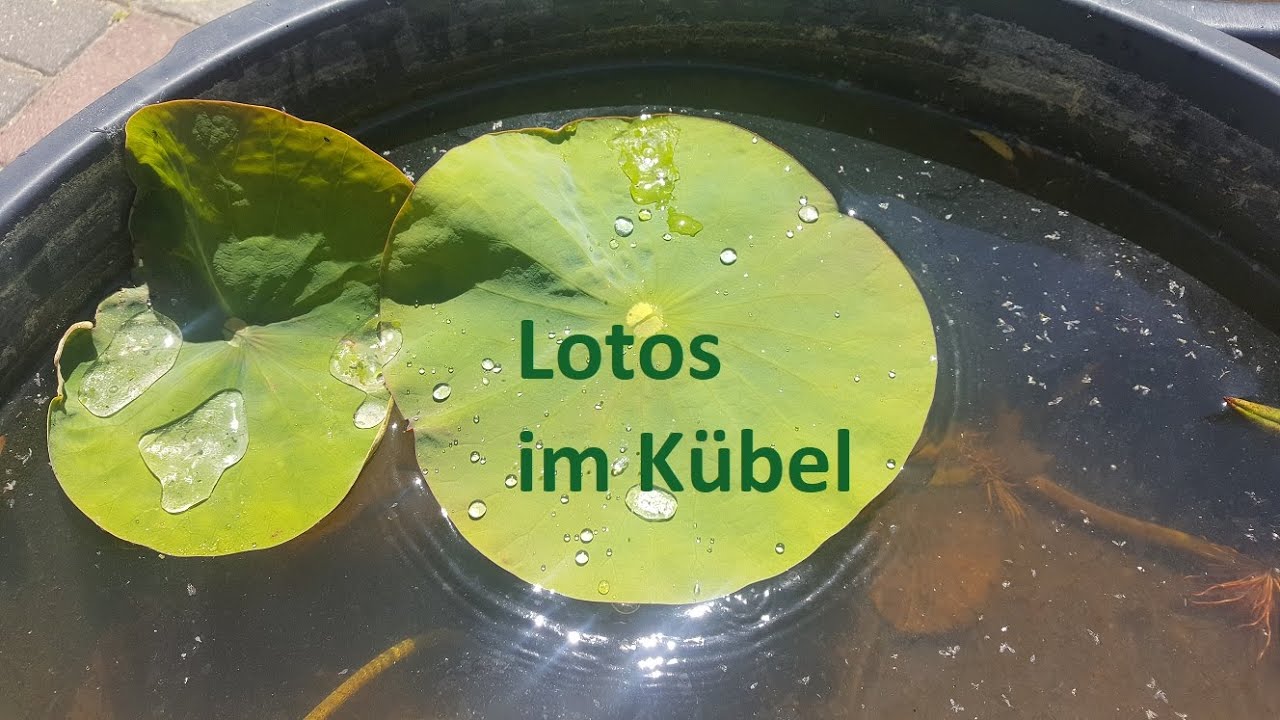 Lotos im Kübel