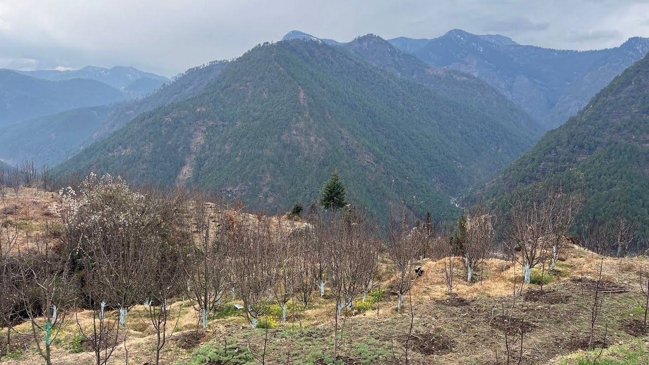 Apple orchard work in the mountains in winter 🍎🏔️😦