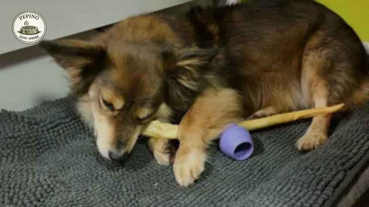 Dog Eating ASMR | Calm Chewing Sounds with Pepino (No Music, No Talking)