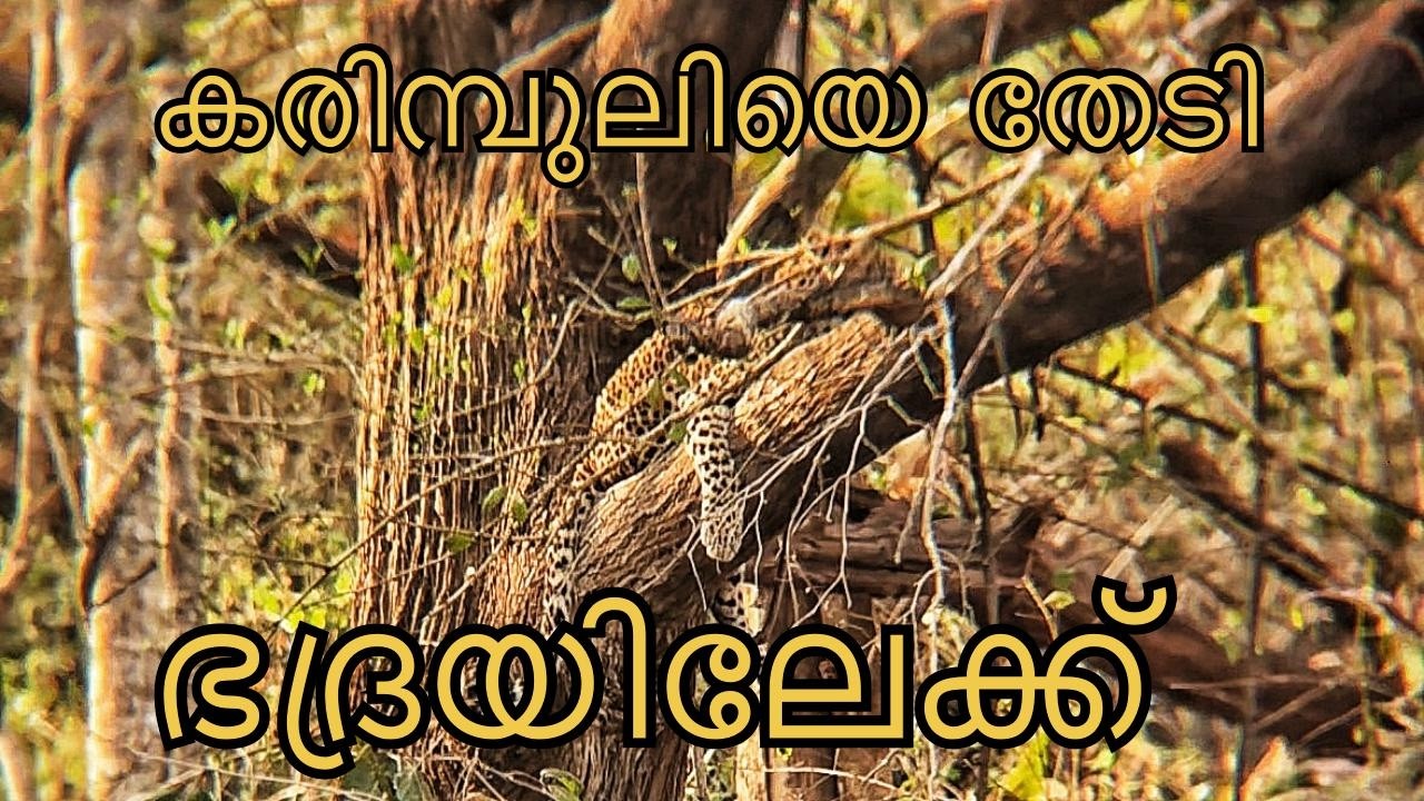കരിമ്പുലിയെ തേടി ഭദ്രയിലേക്ക് | Bhadra tiger reserve | Searching for black panther