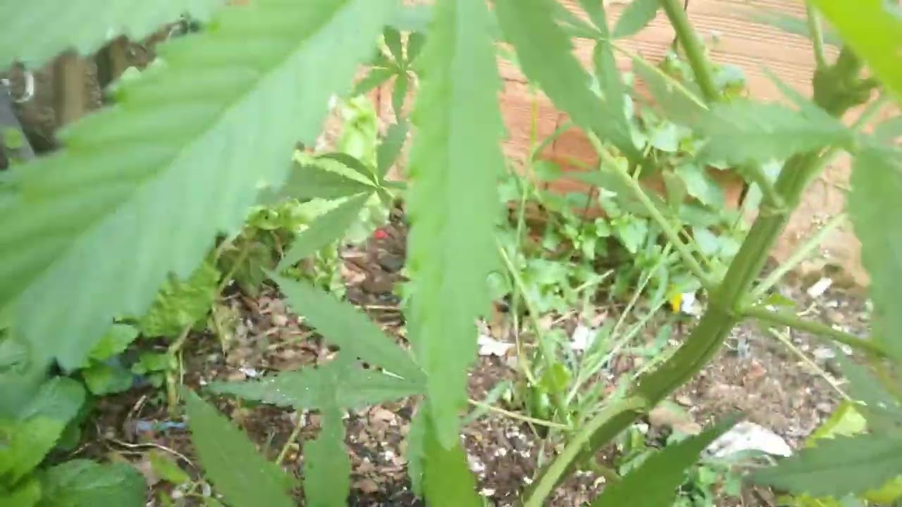 In&iacute;cio De Flora&ccedil;&atilde;o Maconha/Aduba&ccedil;&atilde;o Pre-flora 50 Dias De Flora