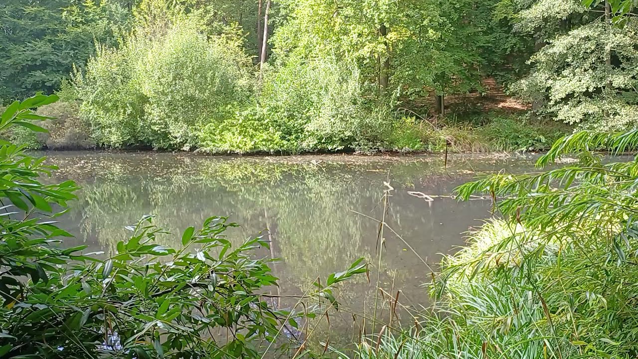 Teich am Waldbad Bielefeld-Senne 21.09.2025
