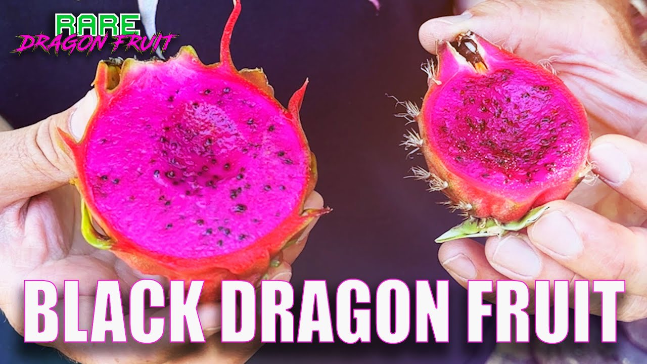 BLACK DRAGON FRUIT TASTE and REVIEW / Hybrid of Selenicereus Coniflorus X Hylocereus Ocamponis