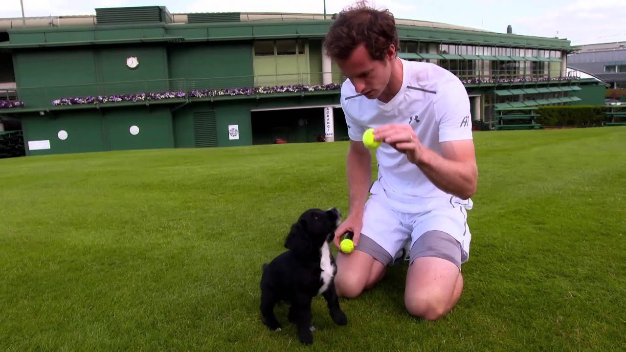Andy Murray meets puppies in training