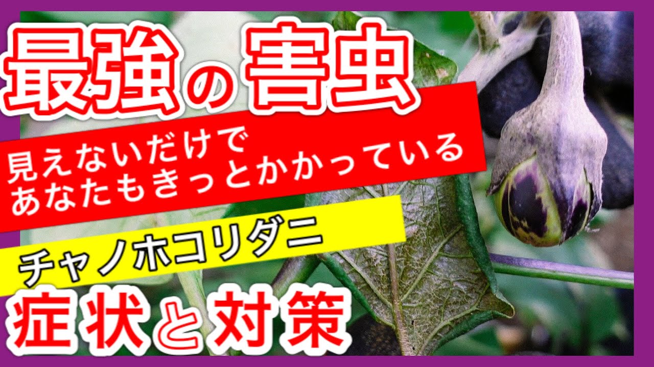 【ナス最強の害虫】気づかぬうちにかかっている！！チャノホコリダニの症状と対策　～狭い庭で家庭菜園～