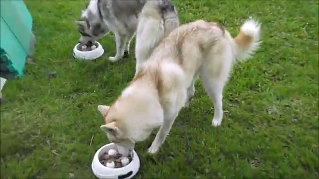 Siberian Huskies kiss owner before eating