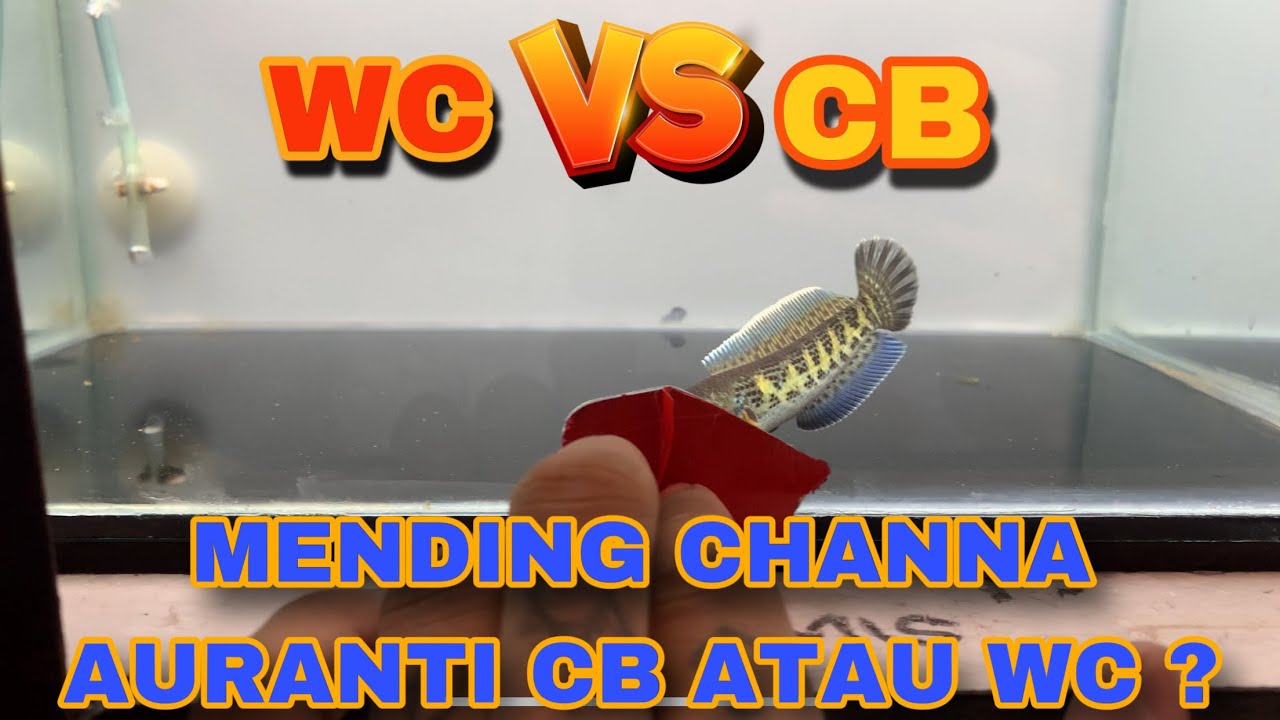 CHANNA AURANTI CB ATAU WC YANG LEBIH REKOMENDASI ⁉️ #auranti #channaauranti